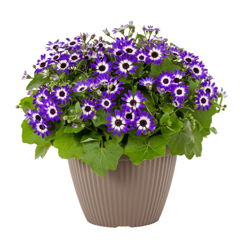 Pericallis9